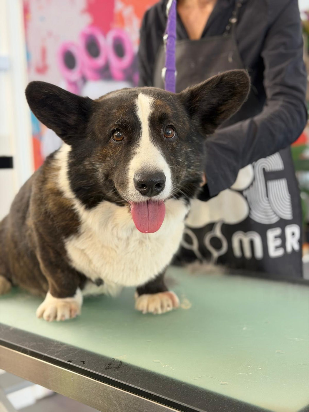 Welsh Corgi nach der Fellpflege im Salon