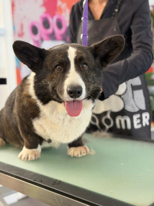 Welsh Corgi nach der Fellpflege im Salon