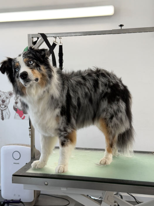 Australian Shepherd auf dem Pflegetisch