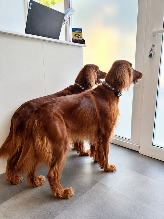 Zwei Irish Setter nach der Fellpflege