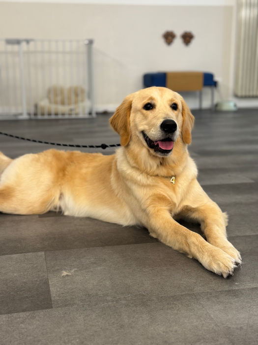 Golden Retriever liegt auf dem Salonboden