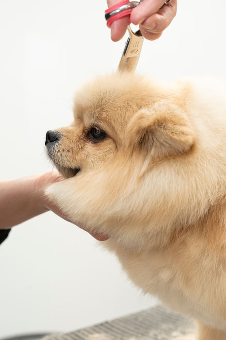 Cremefarbener Spitz wird am Kopf gestreichelt