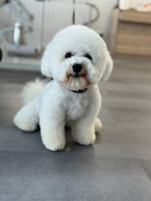 Weißer Bichon Frisé nach dem Haarschnitt