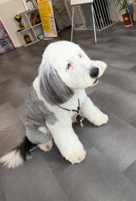 Grau-weißer Hund mit langem Fell