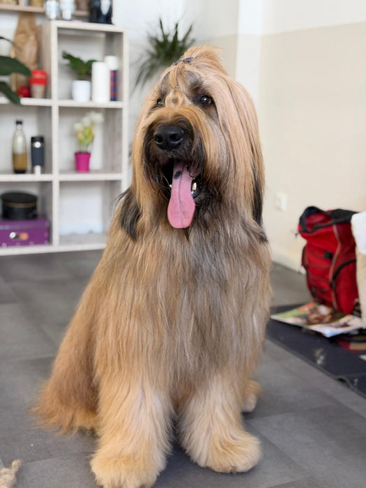 Langhaariger Hund mit heraushängender Zunge