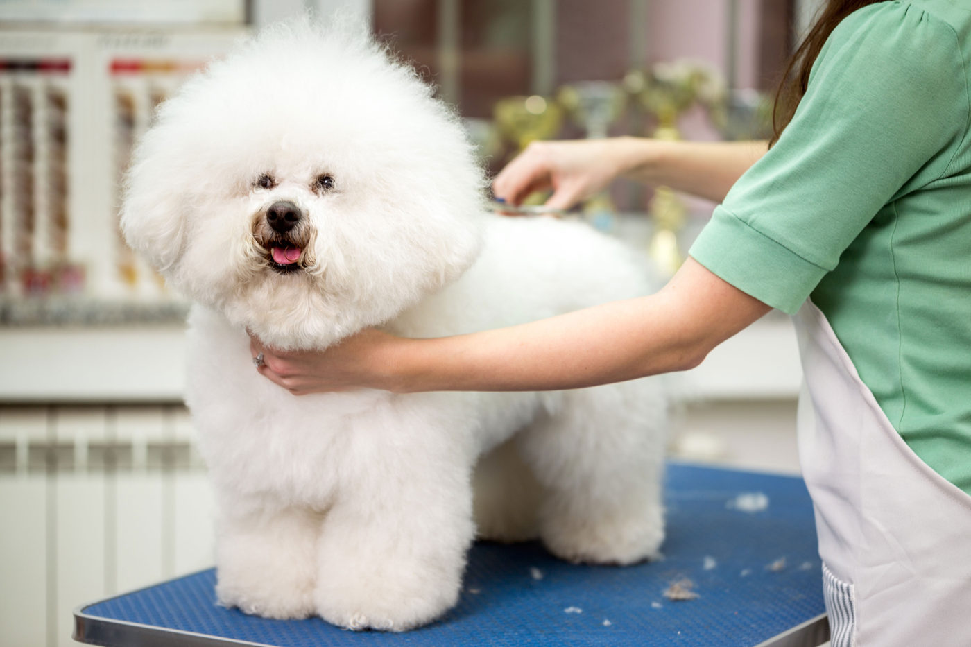 Weißer Bichon Frisé wird im Salon gepflegt