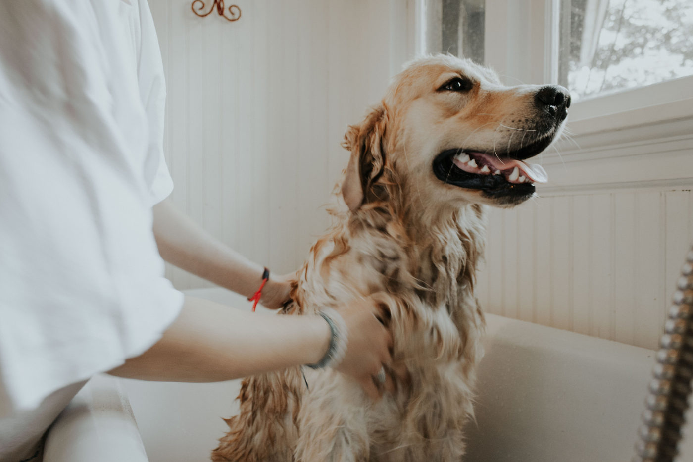 Golden Retriever wird im Salon gebadet
