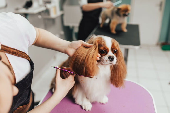 Hundefriseurin schneidet einen Cavalier King Charles Spaniel auf dem Pflegetisch
