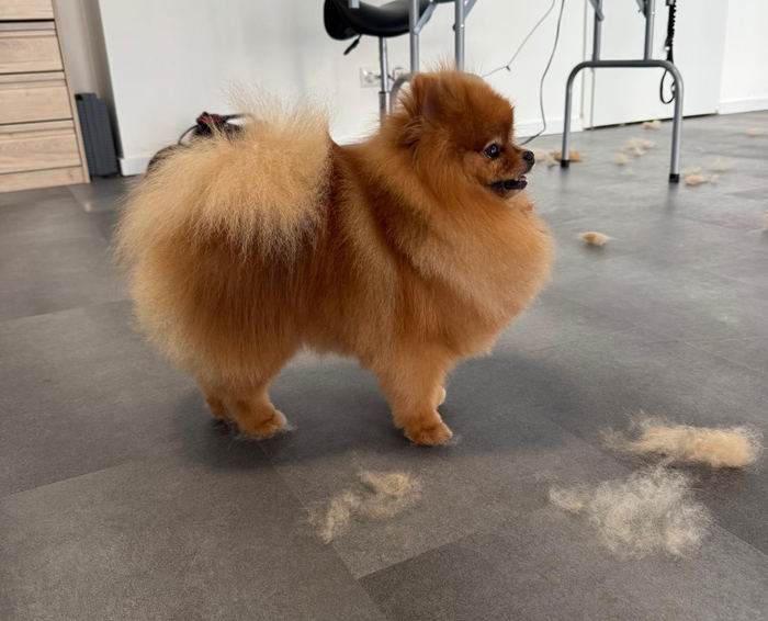 Orangefarbener Spitz, Fellreste auf dem Salonboden