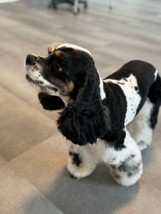 Schwarz-weißer Cocker Spaniel nach der Pflege
