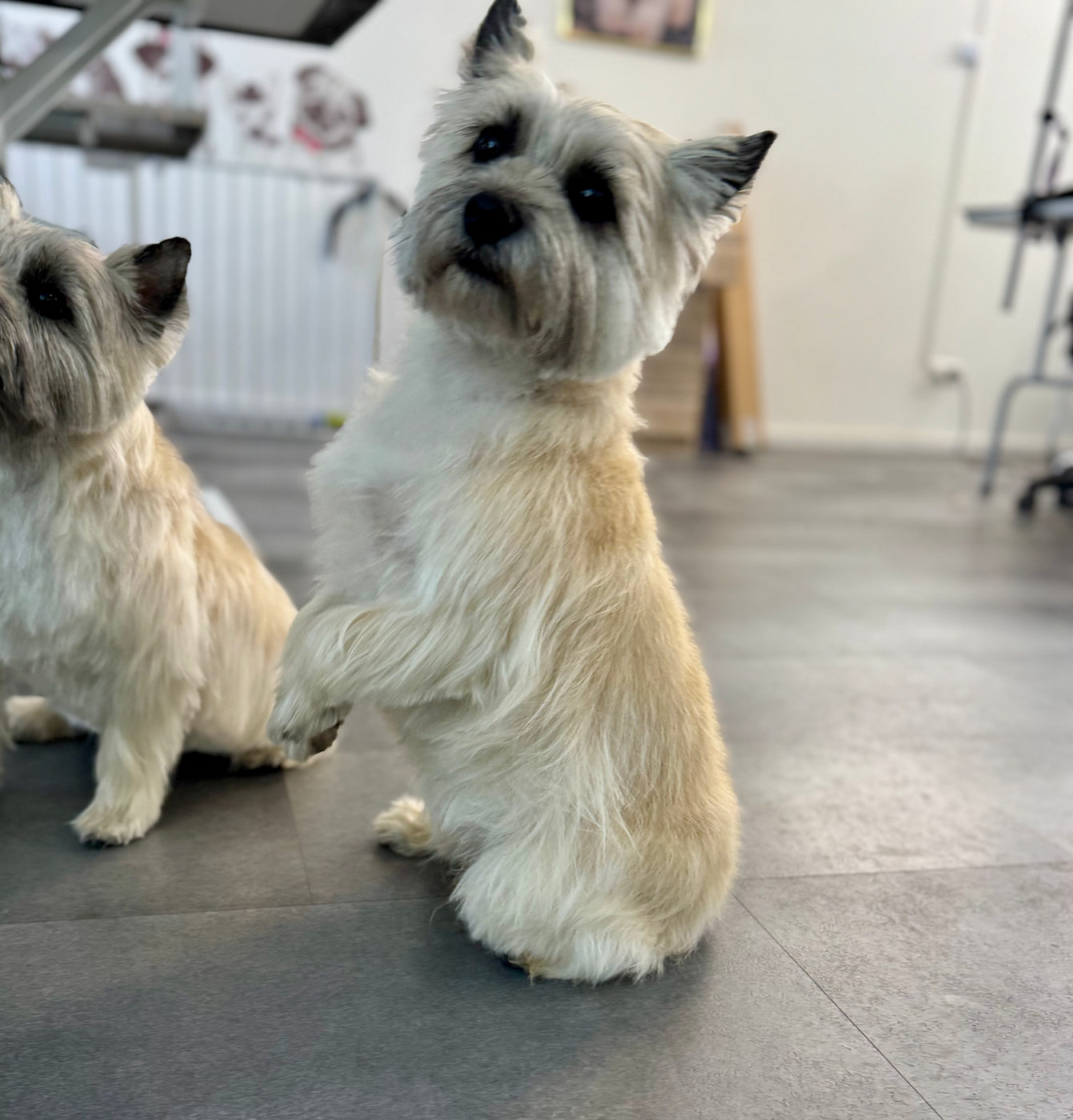 Zwei Cairn Terrier mit drahtigem Fell nach dem Trimmen