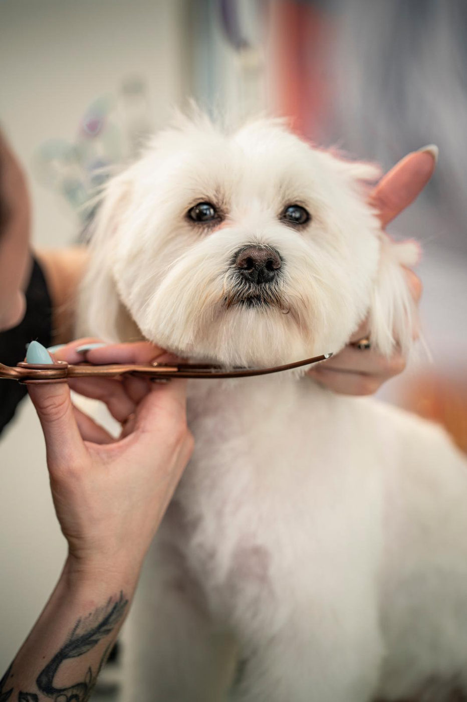 Kopfpartie eines kleinen weißen Hundes wird ausgekämmt