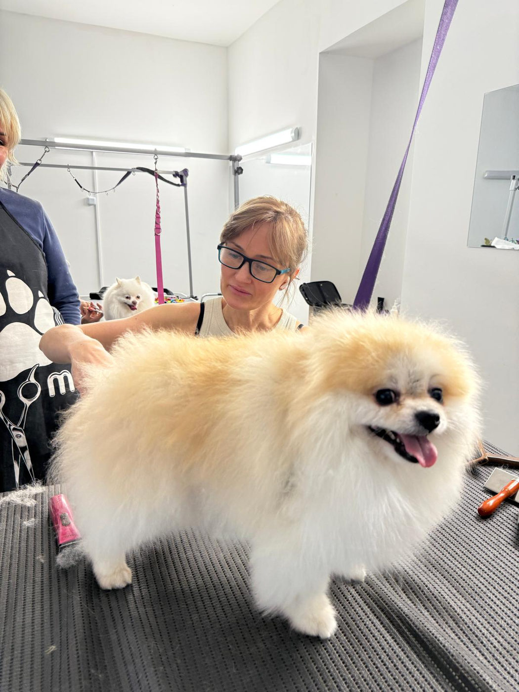 Trainerin arbeitet an einem Kundenhund im Salon